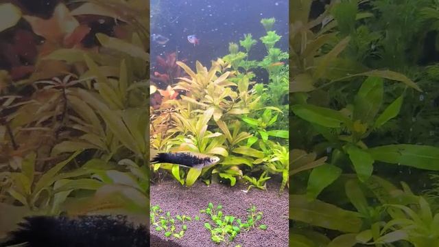 #aquarium #aquascape #fish #рыбки #relax #relaxing #аквариум #аквариумистика #животные #меченосцы