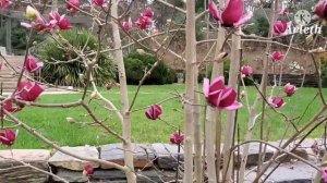 Beautiful  Magnolia Genie 🌷