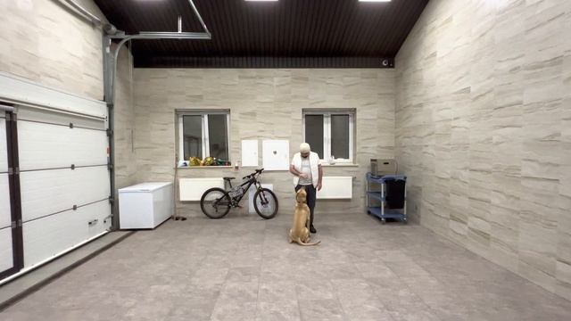 Домашняя тренировка…Питбуль Граф смотреть онлайн