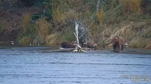 Рыбалка продолжается, медвежата кушают рыбу#Katmai National Park, Alaska 2023