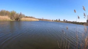 Fishing New York City for Northern Snakeheads