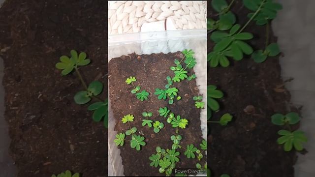 Мимоза Стыдливая. Выращивание из семян в домашних условиях. Мой опыт. Март 2023г.