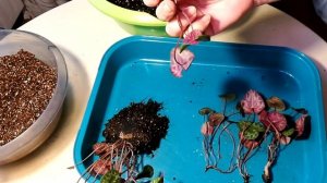 Альпийская фиалка, посадка рассады на кокос