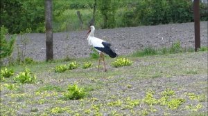 Stork. Птица аист