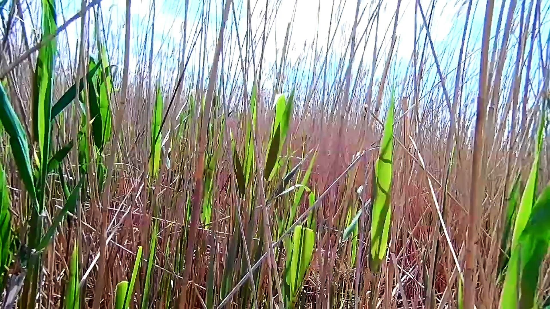 Камыш донской. Тростник в астрахани. Камыш астрахань. Камыш астрахань. Камыш астрахань.