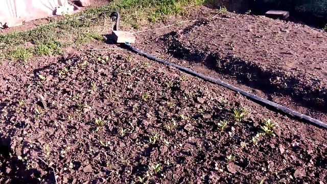 полив спрей лентой туман смотреть онлайн