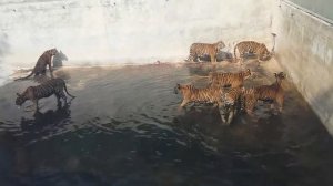 Тигры в парке тигров в Паттайе / Tigers in the tiger Park in Pattaya