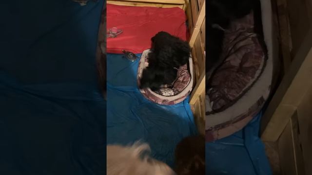 Детская комната для особенных хвостиков смотреть онлайн