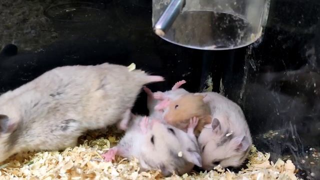 Сирийские хомячки и Сатиновые мышки