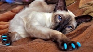 7 причин никогда не удалять когти у кошки.