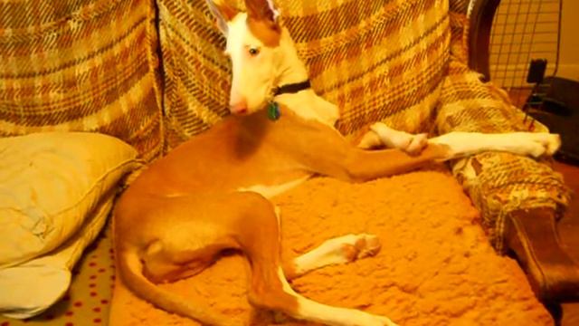 Geb my Ibizan смотреть онлайн