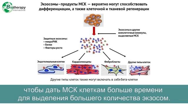 Стволовые клетки отзывы. Терапия стволовыми клетками. Клеточная терапия стволовыми клетками. Нейральные стволовые клетки. Маркеры нейральных стволовых клеток.