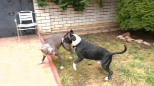 Американские Стаффордширские терьеры. Ждём щенков American Staffordshire Terriers. New litter