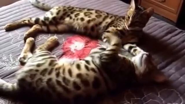 Характер бенгальских кошек. Бенгальские кошки играют