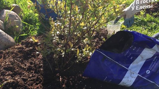 Уход за ГОЛУБИКОЙ садовой весной - удобрение, грунт, мульча. blueberry смотреть онлайн