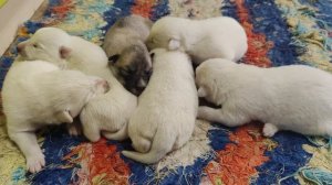 Собачка родила шестеро щенят. Четыре девочки и два мальчик
