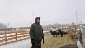 Витамины для овец в зимний период//?овцы броненосцы ёлкоеды//поиск еды для овец