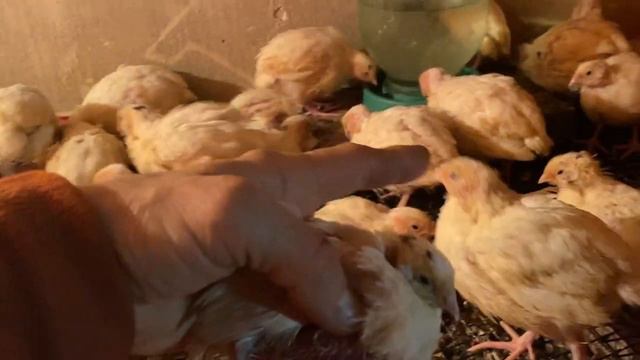 Что делать ТРАВМЫ у ПЕРЕПЕЛОВ//Условия разведения и содержание перепелов на племя техасский мясной смотреть онлайн