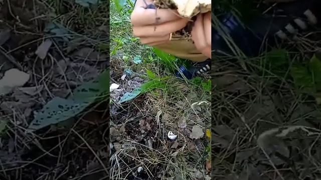 Грибы грузди в начале леса#поехал #рыбалка смотреть онлайн