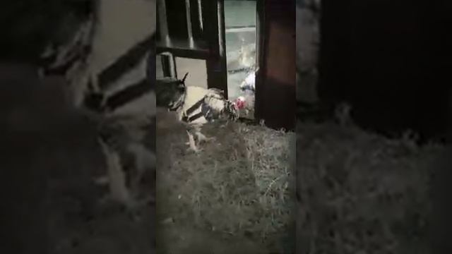 Петух дерётся сам с собой 😂😂😂😂 смотреть онлайн