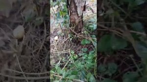 Осенняя обрезка груши.