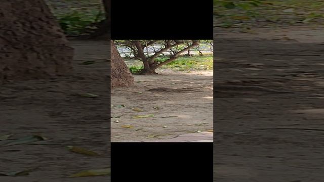VID_20230228_155644.mp4