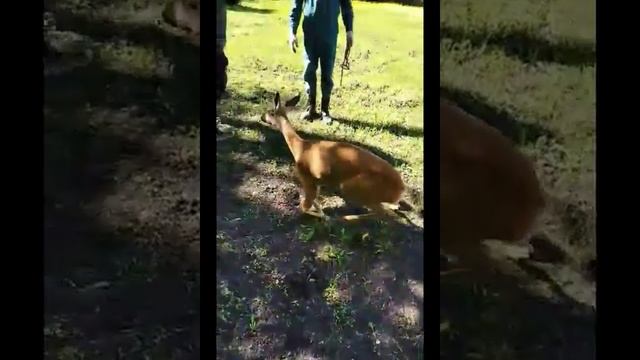 Спасатели помогли забежавшей в город косуле