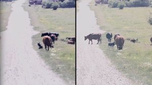 Прицел для охоты 24/7! Цифровой прицел iRay Tube TD 50L! Охота днём, вечером и ночью в одном прицел