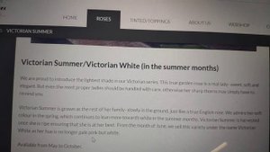 Роза Van Sassen B.V. Victorian Summer = Victorian White❣️❣️❣️ ☝️