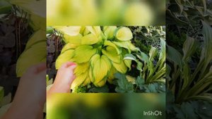 Хосты в саду, часть 2. Медуница. Дицентра. Гейхеры.