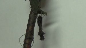 Бабочки крапивницы. Выращивание в домашних условиях