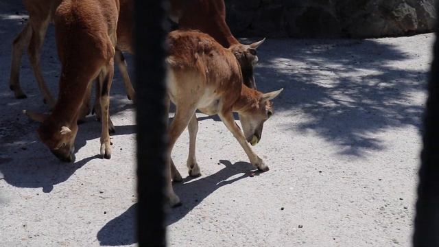 Муфлоны прибежали на яблочки. Тайган. Белогорск. Крым. смотреть онлайн