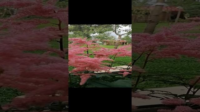 @ астильбы в июле 2023