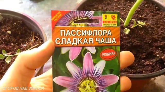 ТОМАТЫ,ОТЛИЧИЯ МОИХ ЗИМНИХ СОРТОВ,И ПЕРЕСАДКА./МЯТА. смотреть онлайн