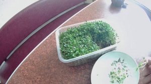 Микрозелень Люцерна, которую садил в мох Сфагнум. Мох - идеальный субстрат для некоторых культур
