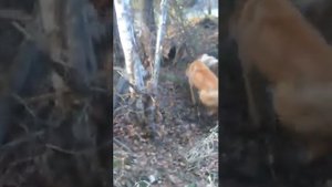 Работа по барсуку щенков лайки 4-6 месяцев