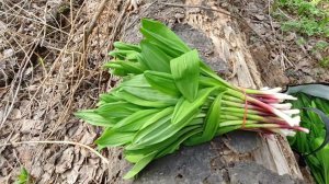 Тайга колба пожары.