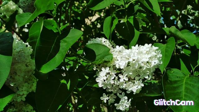 Primroses syringa ???White biytifal flower??? сирень Праймрозе белоснежные цветы смотреть онлайн