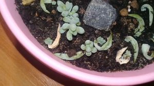 ???Коллекция очитков.?Мои комнатные цветы.???