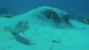 Подозрительная рыба фугу.