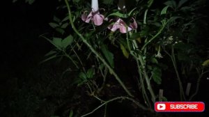 Brugmansia Night Time Flower Tour