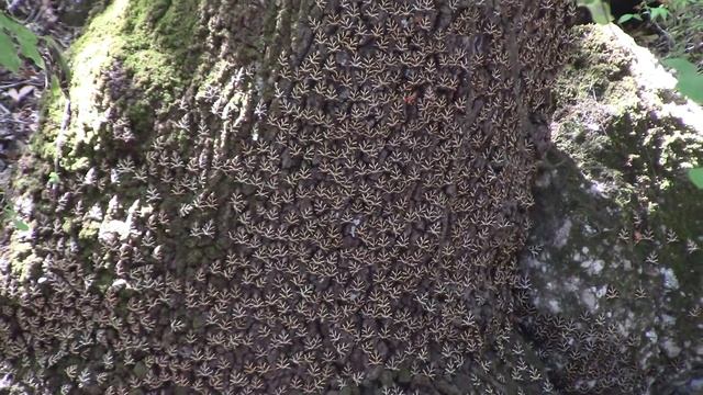 Родос Долина Бабочек / Rhodes The Valley of the Butterflies смотреть онлайн