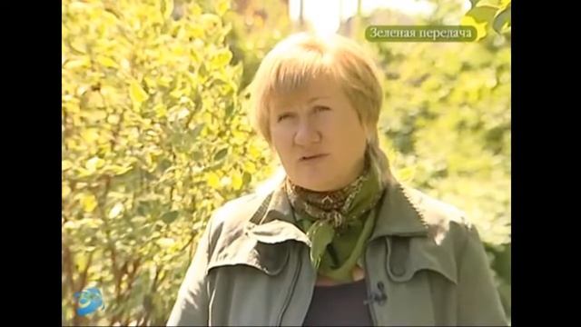 Рододендроны