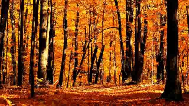 Притчи, Дзен Выхухоля, Манк Ху, озвучивает [Nikosho]