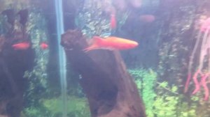 Аквариум 100 Литров. Рыбки на новом месте!