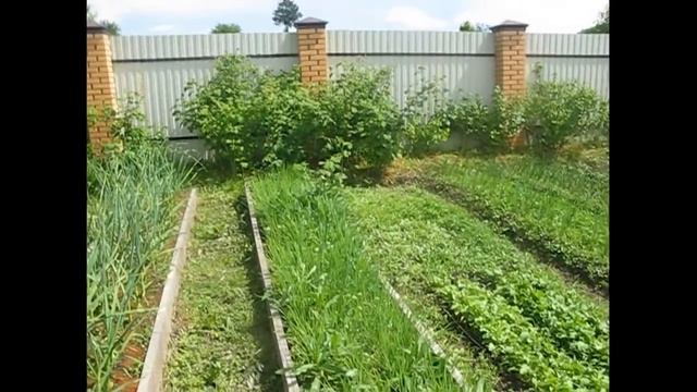 Чеснок в высоких грядках, выращивание и сбор. смотреть онлайн