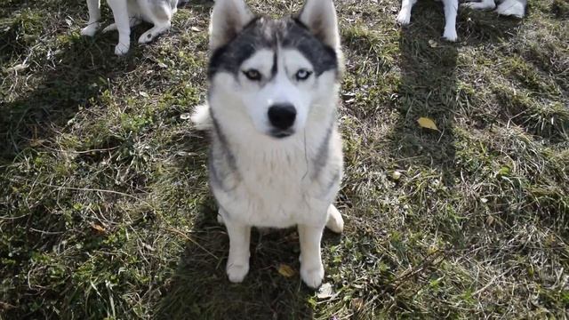 HUSKY VLOG Проводим время с пользой Учим с Щенками команду Дай Лапу смотреть онлайн