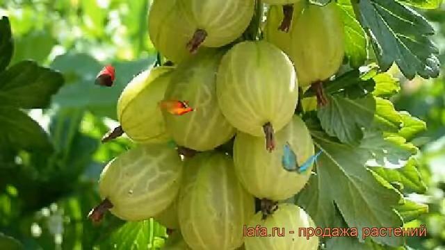 Крыжовник обыкновенная Инвикта штамб ? обзор: как сажать, саженцы крыжовника Инвикта штамб смотреть онлайн