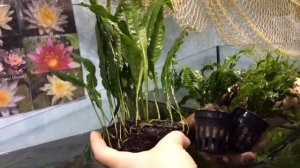 Таиландский папоротник