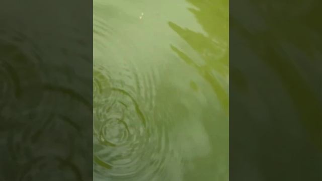 Сочи, Красная поляна, прогулка Живи Матушка #молитва #Природа #Земля смотреть онлайн